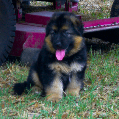 German Shepherd Puppies