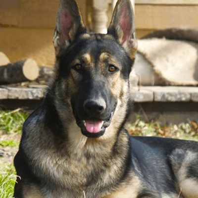 Purebred German Shepherds